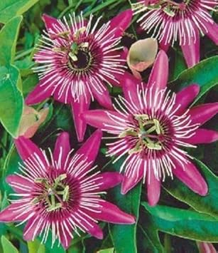 Pink White Passion Flower Seeds for Planting – Organic, Heirloom, Non-GMO Seeds